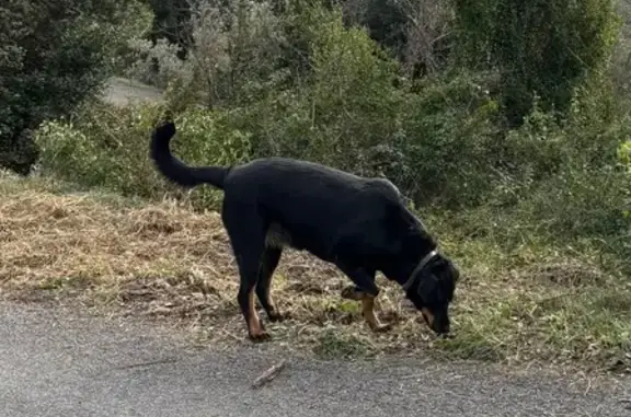 Beauceron femelle perdue à Saint-Julien - photo
