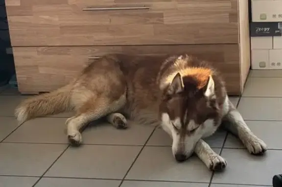 Husky errant trouvé sur parking Royal Canin - photo
