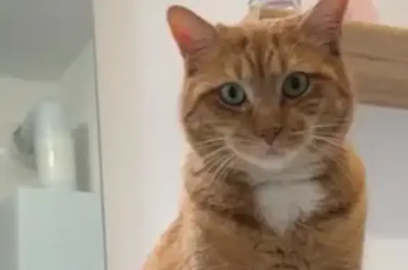Animaux perdus Lesquin, photo: Chat tigré roux perdu à Lesquin