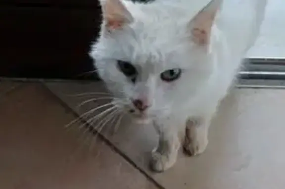 Chat trouvé Corbas, photo: Chat affamé trouvé à Corbas