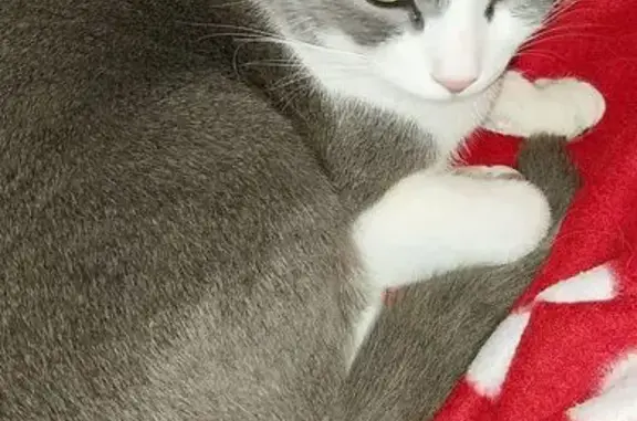 Chat mâle gris/blanc disparu à Pont-l'Abbé - photo