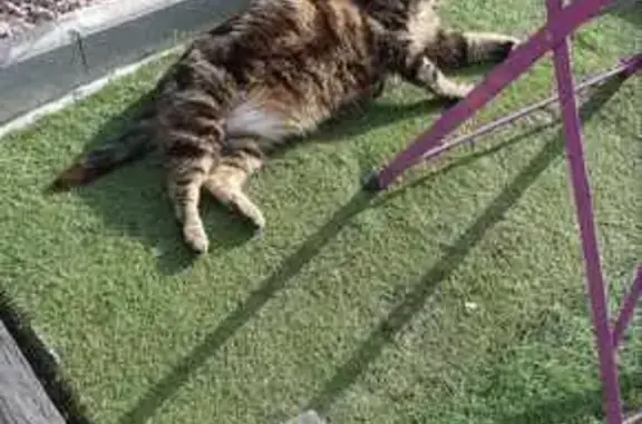 Chats perdus : Tigrou et Minette, Domérat - photo