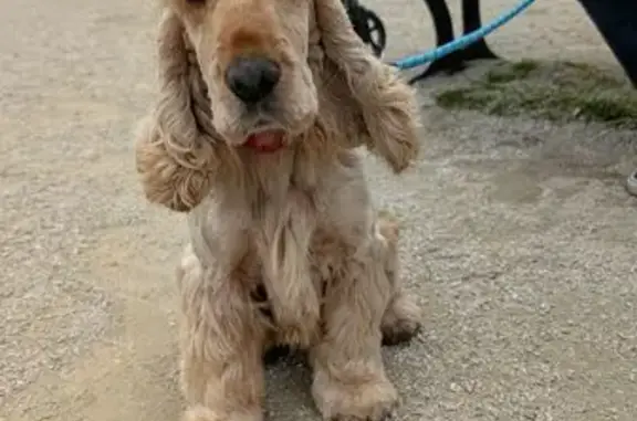 Chien perdu , photo : Cocker beige 7 ans perdu à Égry