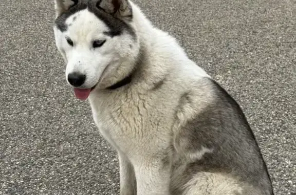 Husky trouvé avec collier noir à Valenton - photo