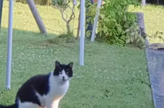 Chat noir et blanc errant à Cauvigny - photo