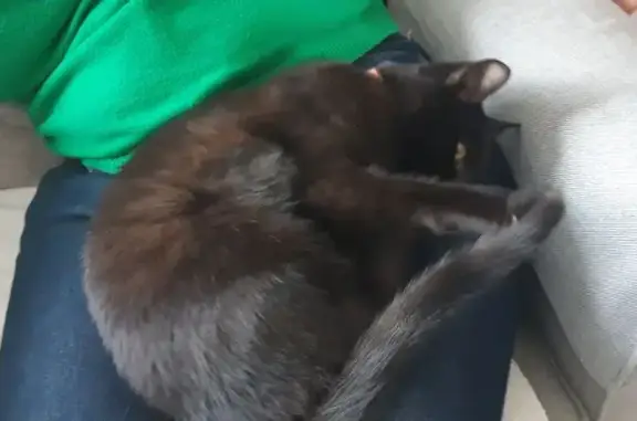 Animaux trouvés Saint-Yvi, photo: Chatte sociable trouvée à Saint-Yvi