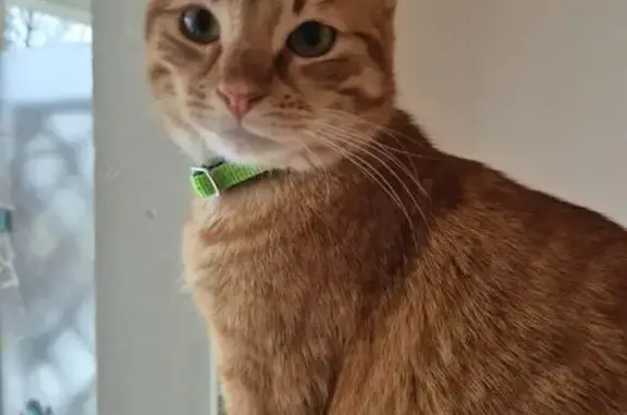 Chat perdu, Montreuil, photo: Chat roux d'un an perdu à Montreuil