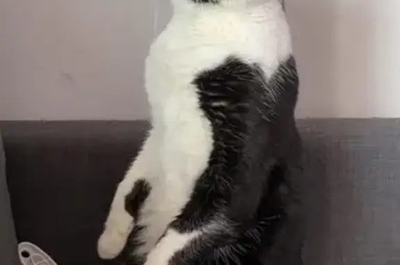 Chat noir et blanc perdu à Gargas - photo