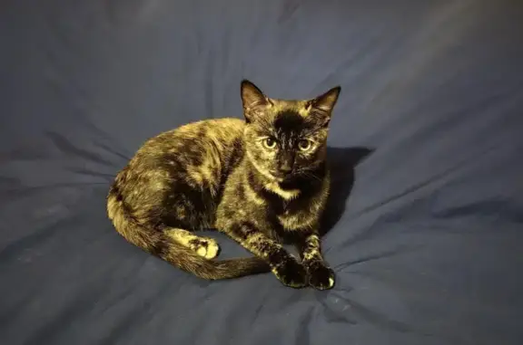 Chat écaille de tortue perdu à Perrignier - photo