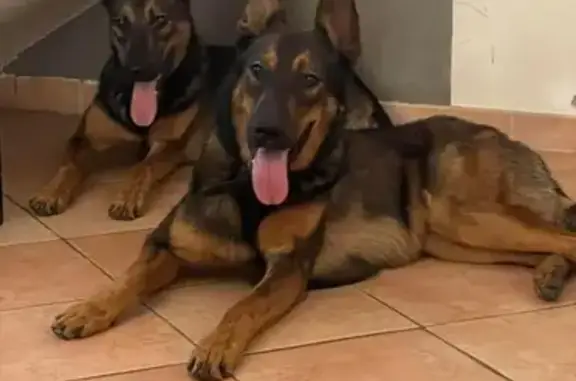 Animaux perdus , photo: Chiens disparus à Ville-Di-Paraso