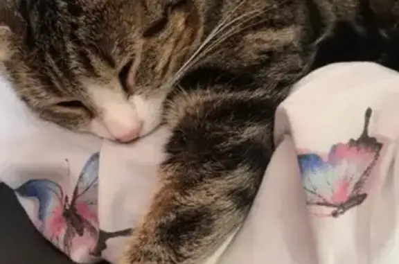 Chat tigré mâle perdu à Oissel - photo
