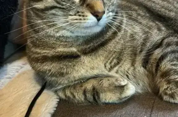Chat perdu : Ulana, Rue Guillotière 6, Melle - photo