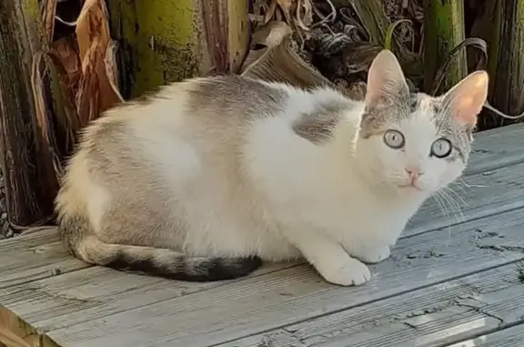 Animaux perdus , photo: Chatte tricolore perdue à St Martin (77)