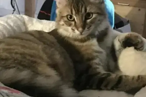 Animaux perdus , photo: Chat perdu à Saint-Aubin-en-Charollais