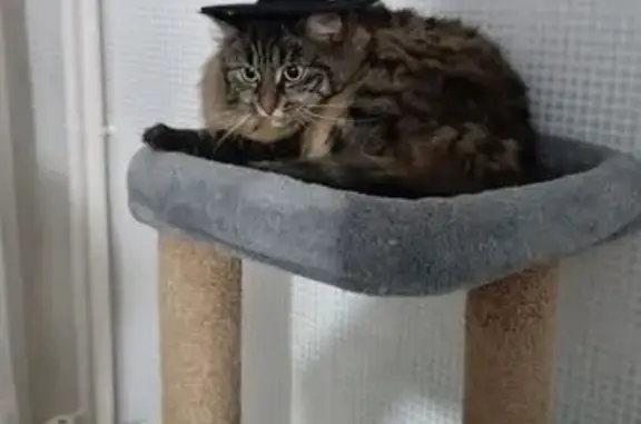Animaux perdus Rennes, photo: Chatte tigrée disparue, Rennes Volclair