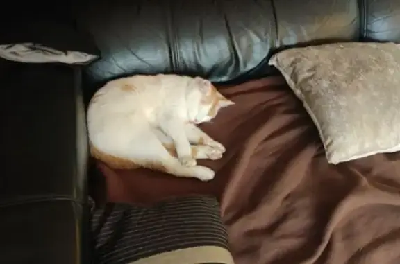 Chat perdu, Labenne, photo: Chat perdu à Labenne, Rue de Toulet 32