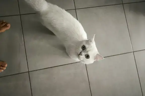 Chat trouvé Communay, photo: Chatte persane douce trouvée à Communay