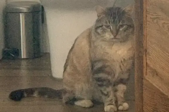 Animaux trouvés Passy, photo: Chat mâle non castré trouvé à Passy