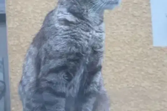 Sissi, chatte grise perdue à Montfort - photo