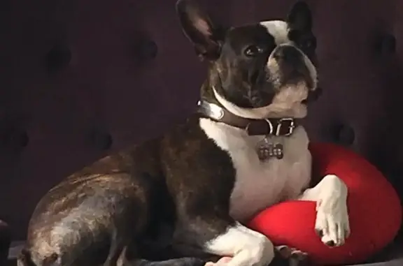Chien perdu Villenave-d'Ornon, photo : Boston Terrier perdu à Villenave-d'Ornon