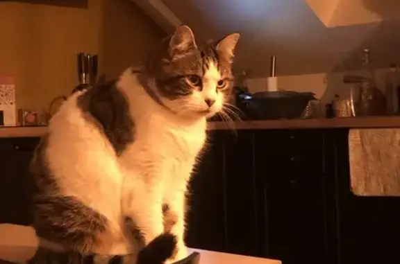 Chat perdu, , photo: Chat tigré perdu à Bordeaux-Saint-Clair