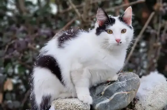 Chat perdu, , photo: Chatte disparue à Siros, rue Carrerasse