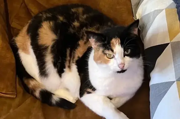 Chat perdu, , photo: Chatte tricolore tatouée perdue à Eu