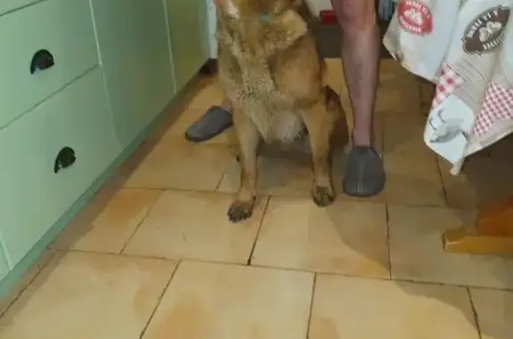 Animaux trouvés , photo: Chien trouvé : femelle berger malinois 8 ans