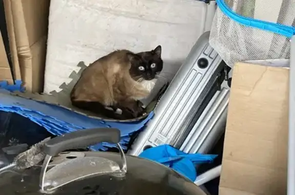 Chat trouvé rue Pierre Loti, Poitiers - photo