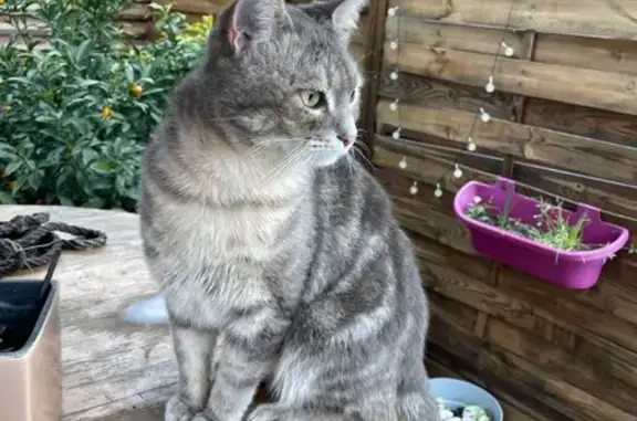 Chat mâle non castré trouvé à Perpignan - photo