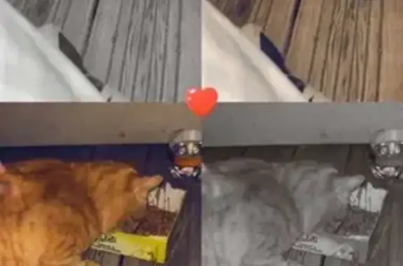 Chat roux trouvé près du parc à St Berthevin - photo