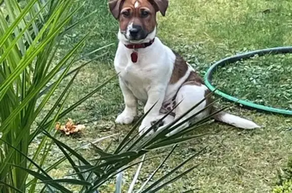 Jack Russel perdue à Pernes-les-Fontaines - photo