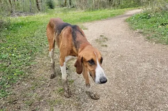 Chien trouvé , photo: Chien errant amaigri forêt Braconne