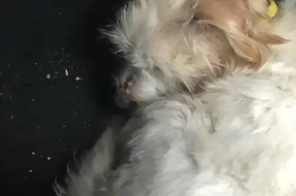 Chien mâle apeuré trouvé à Porticcio - photo
