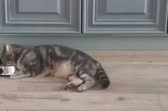 Chat Gris Magnus 3 Ans Disparu Nouzerines - photo