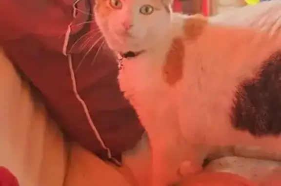 Animaux perdus Flers, photo: Chat perdu, Allée Jacques Brel, Flers - cœur sur le flanc gauche