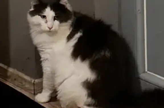 Chat perdu : dodu gris-blanc, patte handicapée - photo