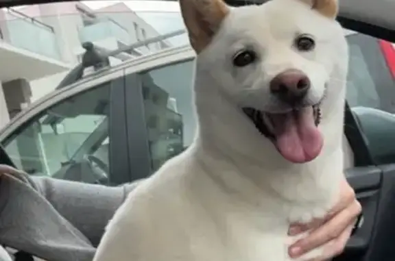 Shiba inu femelle blanche trouvée à Meyzieu - photo