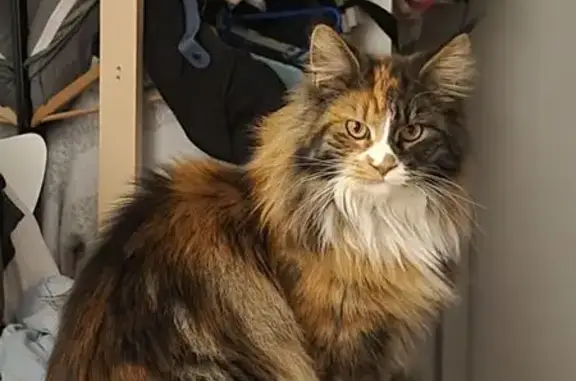 Animaux perdus Ambronay, photo: Chatte Xena disparue à Ambronay