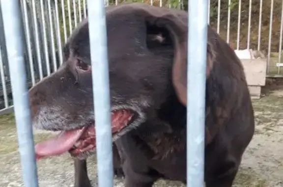 Animaux trouvés , photo: Labrador marron trouvé à Dissay