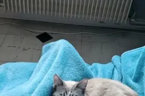 Animaux perdus , photo: Chatte crème-blanche perdue à La Couronne