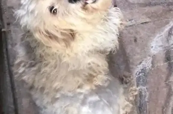 Perro Perdido: Burbuja, Blanca y Peluda en Juárez