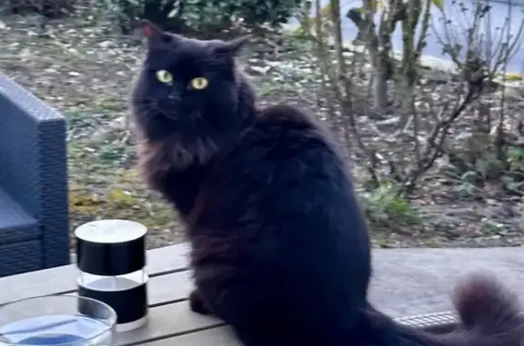 Minette 2 ans perdue à Arenthon - photo