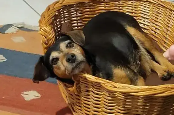 Chien trouvé Locmiquélic, photo: Chienne trouvée à Locmiquélic