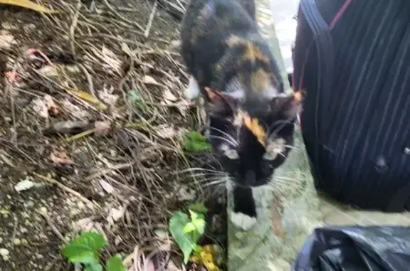 Chatte trouvée à Gosier, cherche propriétaires - photo