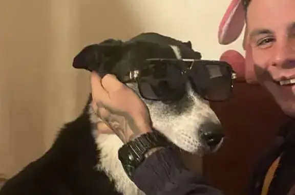 Animaux perdus Cosne-Cours-sur-Loire, photo: Chienne 15 ans perdue à Cosne-Cours