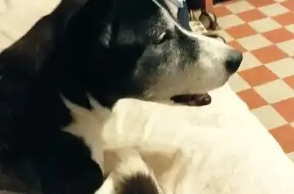Animaux perdus Cosne-Cours-sur-Loire, photo: Chienne âgée disparue à Cosne-Cours