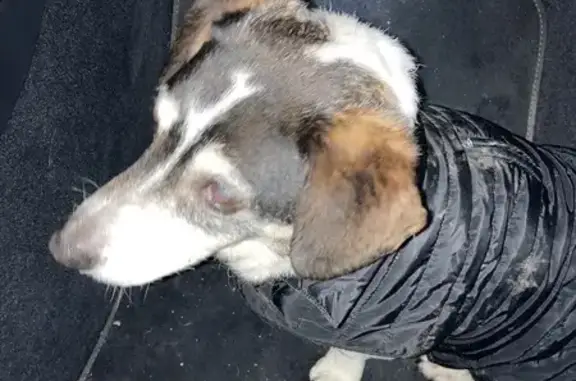 Chien trouvé , photo: Chien trouvé avec harnais orange à Engins