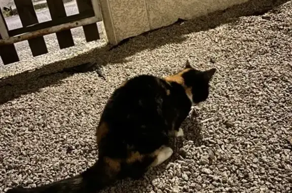 Chat trouvé Gannat, photo: Chat trouvé à Gannat, Rue Croix des Rameaux