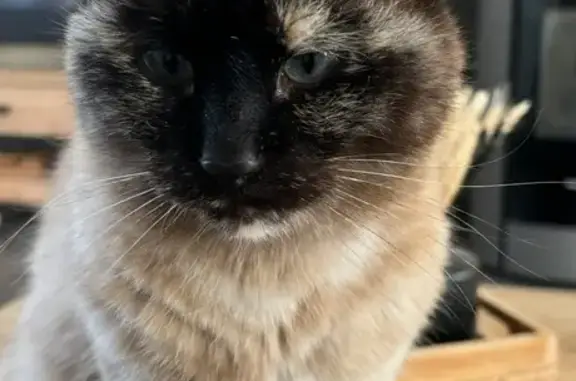 Chat timide Nala perdu à Vimont - photo